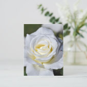 Carte Postale Fleurs de rose blanches (Debout devant)