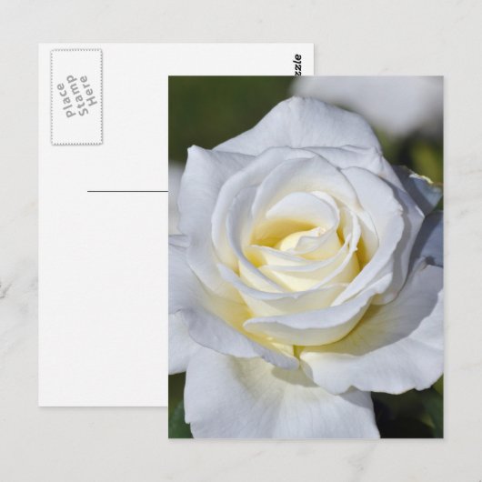 Carte Postale Fleurs de rose blanches (Devant / Derrière)