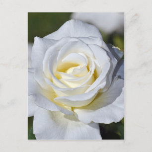Carte Postale Fleurs de rose blanches