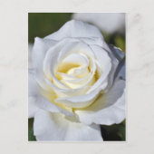 Carte Postale Fleurs de rose blanches (Devant)