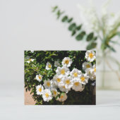 Carte Postale Fleurs de rose Cherokee rares (Debout devant)