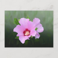 Fleurs de rose et de mauve d'Alcea