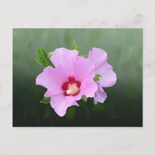 Carte Postale Fleurs de rose et de mauve d'Alcea (Devant)