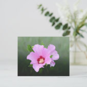 Carte Postale Fleurs de rose et de mauve d'Alcea (Debout devant)