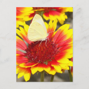 Carte Postale Fleurs de rose papillon romantique