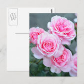 Carte Postale Fleurs de rose rose (Devant / Derrière)