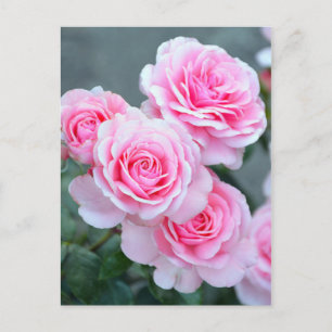 Carte Postale Fleurs de rose rose