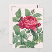 Carte Postale Fleurs de rose rouge avec Feuilles verts (Devant / Derrière)