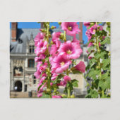 Carte Postale Fleurs de rose trémière rose (Devant)