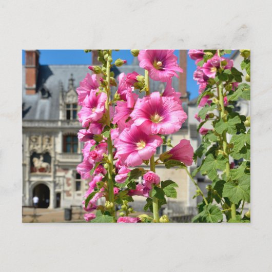 Carte Postale Fleurs de rose trémière rose (Devant)