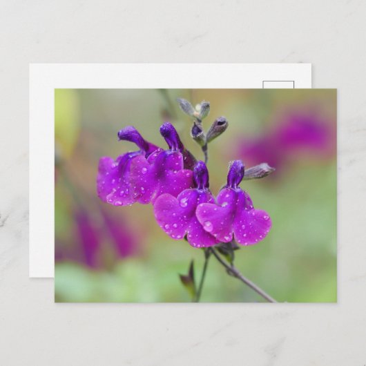 Carte postale Fleurs de salvia violette (Devant / Derrière)