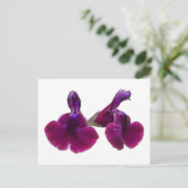 Carte postale Fleurs de salvia violette (Debout devant)