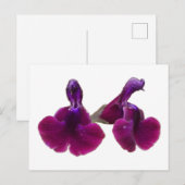 Carte postale Fleurs de salvia violette (Devant / Derrière)