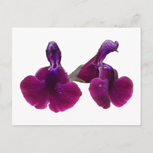 Carte postale Fleurs de salvia violette (Devant)