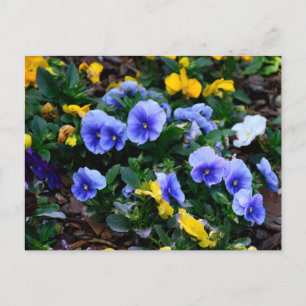 Carte Postale Fleurs de sansy bleu vibrant