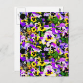 Carte Postale fleurs de sansy multicolores (Devant / Derrière)