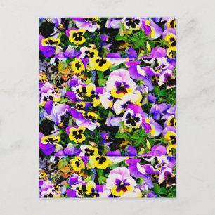 Carte Postale fleurs de sansy multicolores