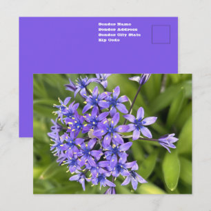 Carte Postale Fleurs de Scille portugaise en gros plan Photo de