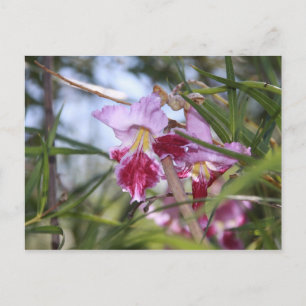 Carte Postale Fleurs de Sedona