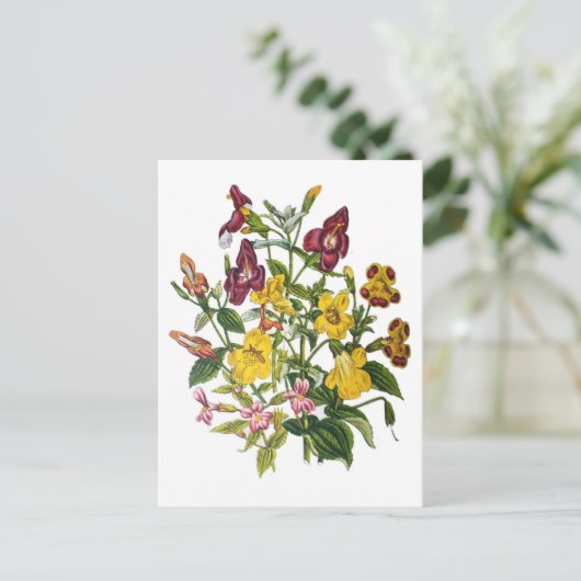 Carte Postale Fleurs de singes (Debout devant)