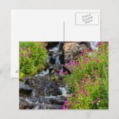 Carte Postale Fleurs de singes le long du ruisseau Lunch dans le (Devant / Derrière)