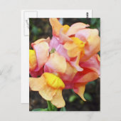 Carte Postale Fleurs de Snapdragon Orange Lumineux (Devant / Derrière)