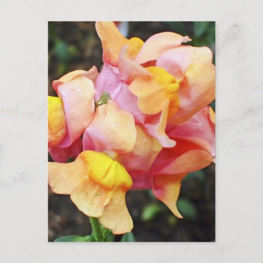 Carte Postale Fleurs de Snapdragon Orange Lumineux (Devant)