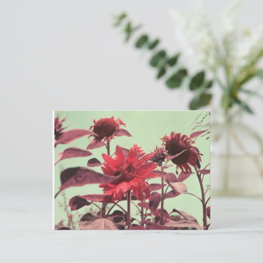 Carte Postale Fleurs de soleil (Debout devant)