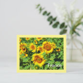 Carte Postale Fleurs de soleil (Debout devant)