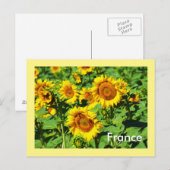 Carte Postale Fleurs de soleil (Devant / Derrière)
