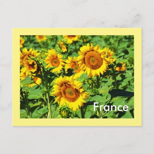 Carte Postale Fleurs de soleil (Devant)