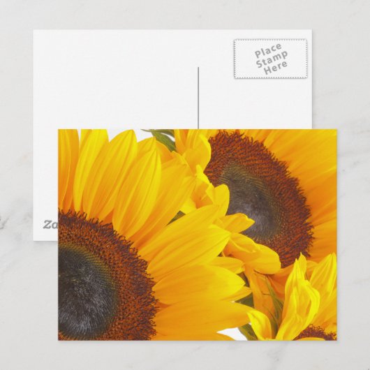 Carte Postale Fleurs de soleil (Devant / Derrière)