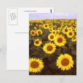 Carte Postale Fleurs de soleil (Devant / Derrière)