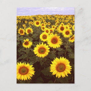 Carte Postale Fleurs de soleil