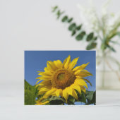 Carte Postale Fleurs de soleil (Debout devant)