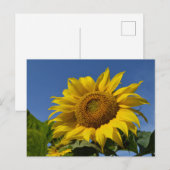 Carte Postale Fleurs de soleil (Devant / Derrière)