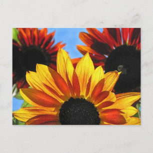 Carte Postale Fleurs de soleil