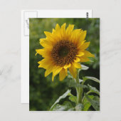 Carte Postale Fleurs de soleil (Devant / Derrière)