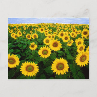 Carte Postale Fleurs de soleil