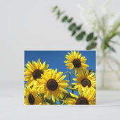 Carte Postale Fleurs de soleil (Debout devant)