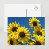 Carte Postale Fleurs de soleil (Devant / Derrière)
