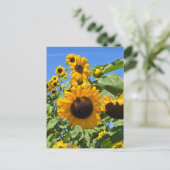 Carte Postale Fleurs de soleil (Debout devant)