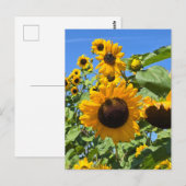 Carte Postale Fleurs de soleil (Devant / Derrière)