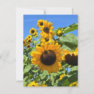 Carte Postale Fleurs de soleil