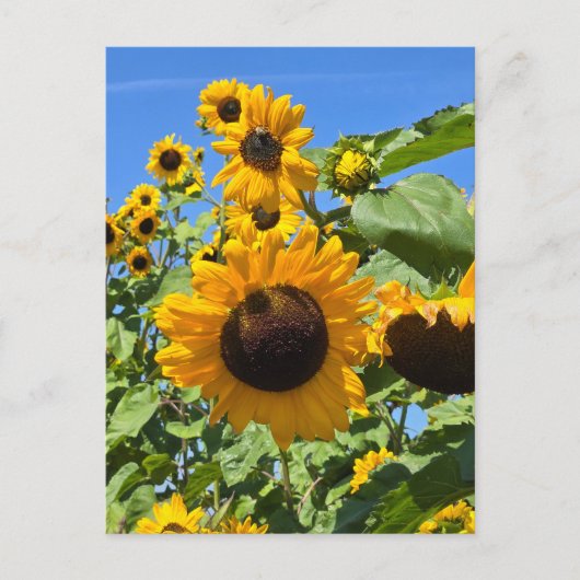Carte Postale Fleurs de soleil (Devant)