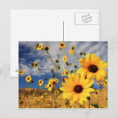 Carte Postale Fleurs de soleil (Devant / Derrière)