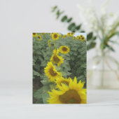 Carte Postale Fleurs de soleil (Debout devant)