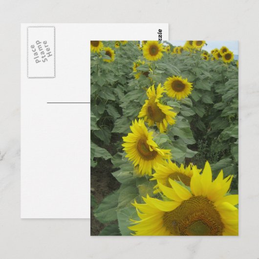 Carte Postale Fleurs de soleil (Devant / Derrière)