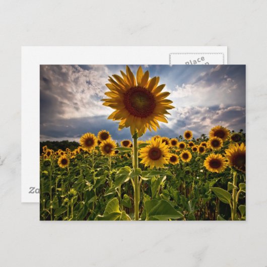 Carte Postale Fleurs de soleil (Devant / Derrière)