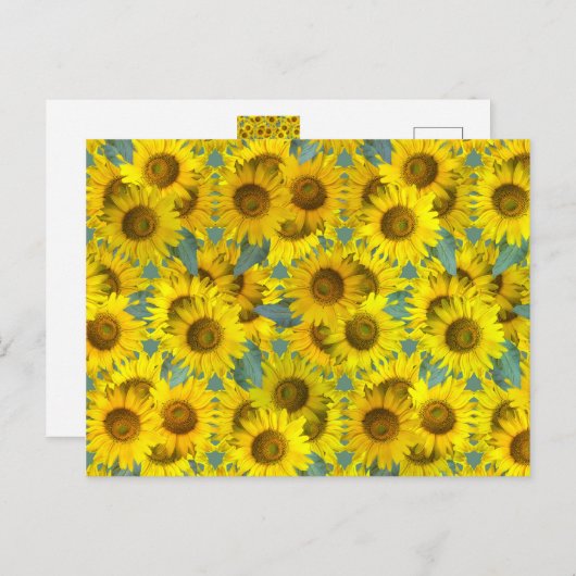 Carte Postale Fleurs de soleil (Devant / Derrière)